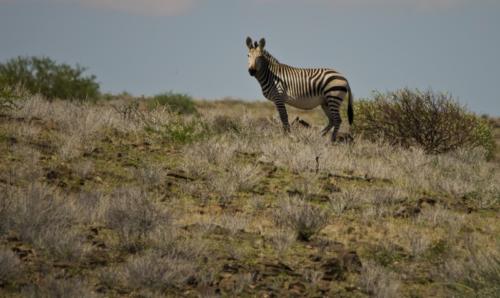Namib Desert 4x4 tour