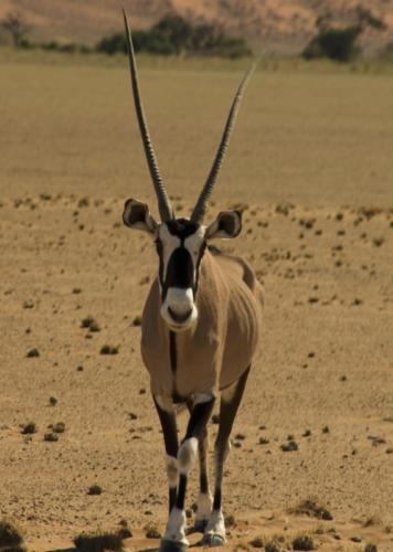 namibia tours and safaris