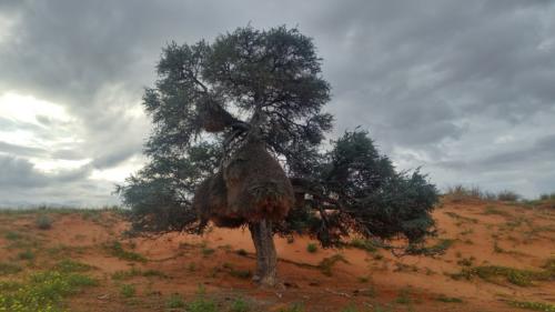 safaris in namibia