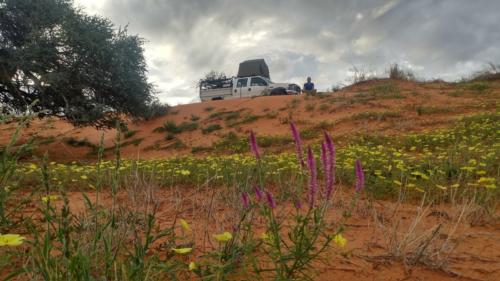 safaris in namibia