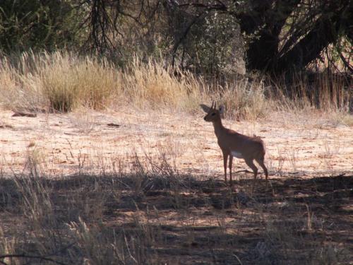 namibia tours and safaris